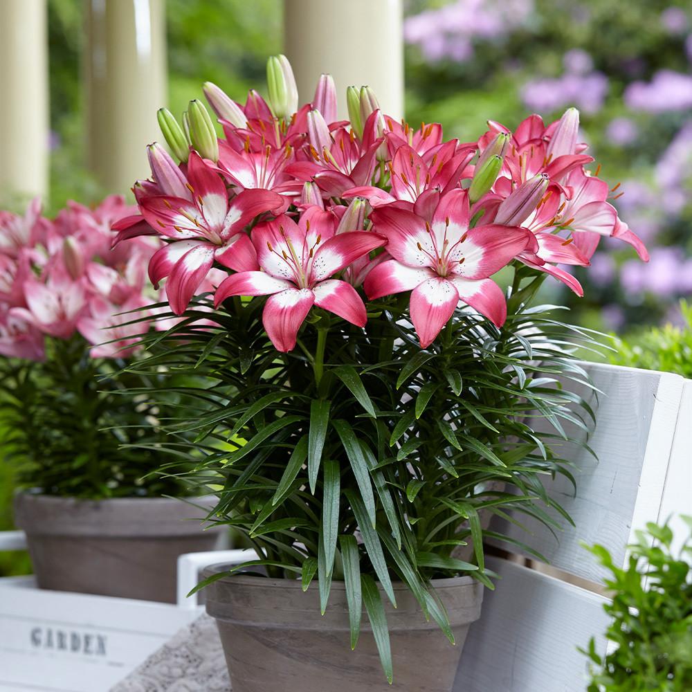 G6664 Lilium Asiaticum 'perfect Joy' - View 23 from www redcrocus com