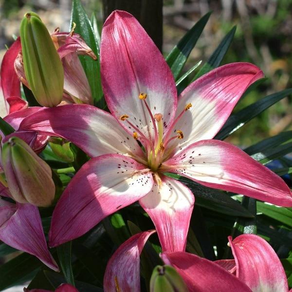 G6664 Lilium Asiaticum 'perfect Joy' - View 24 from www redcrocus com
