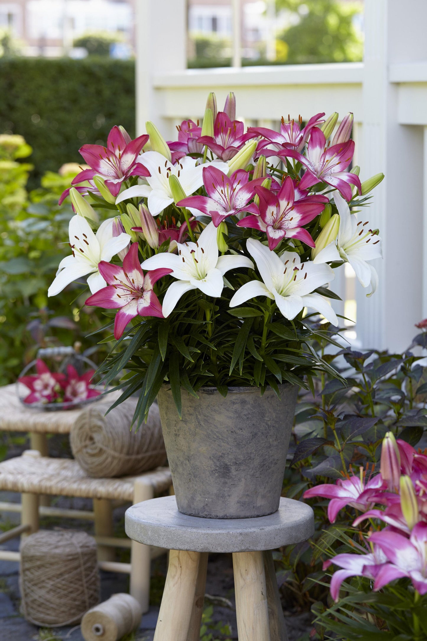 G6664 Lilium Asiaticum 'perfect Joy' - View 25 from www redcrocus com