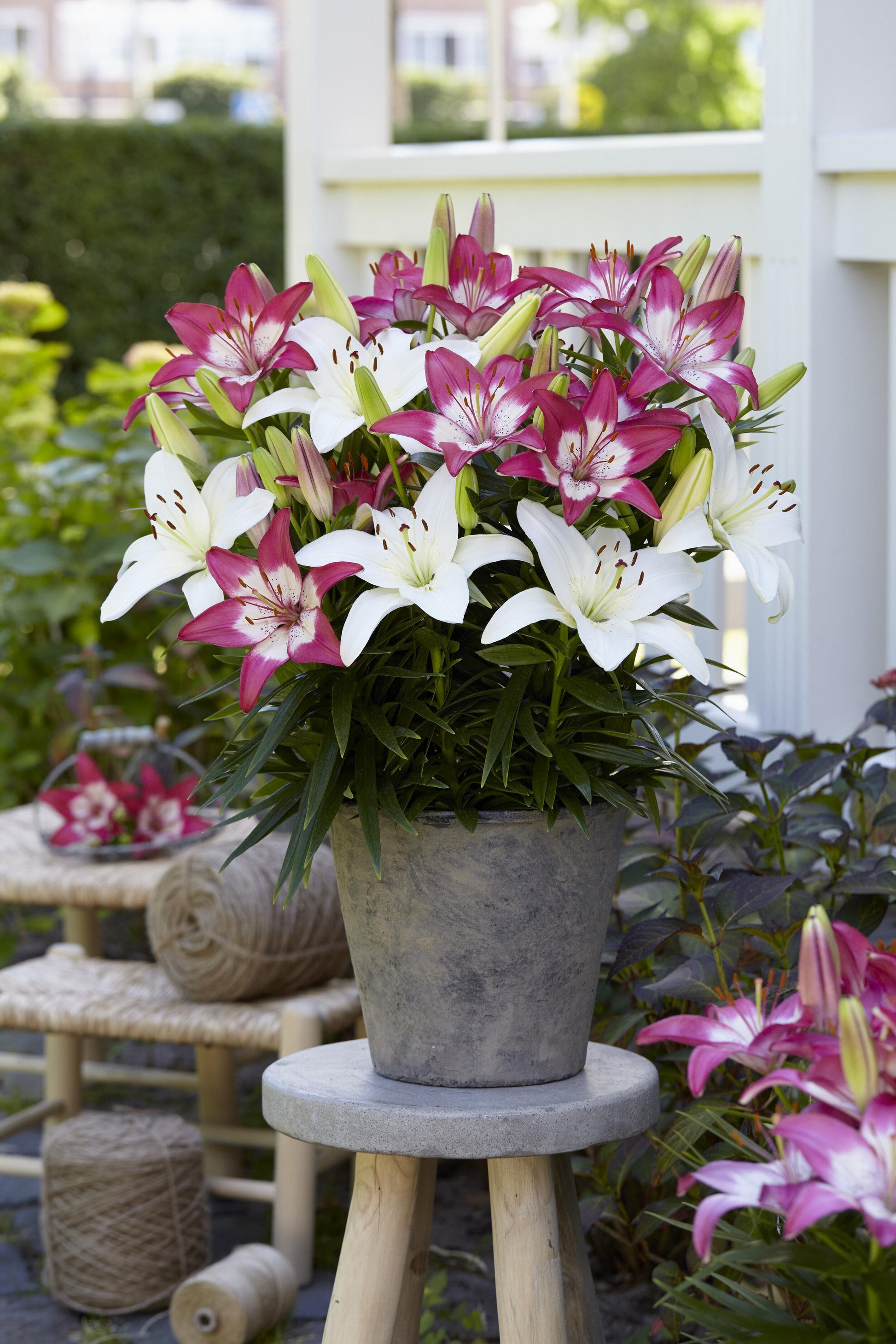 G6664 Lilium Asiaticum 'perfect Joy' - View 25 from www redcrocus com