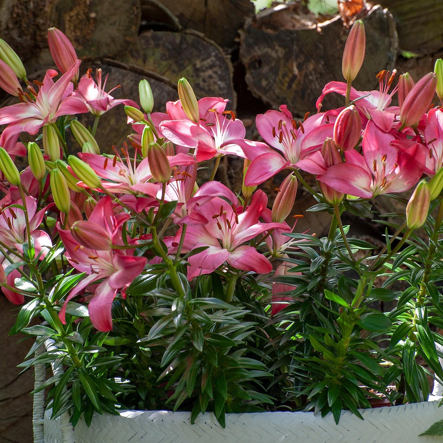 G6664 Lilium Asiaticum 'perfect Joy' - View 29 from www redcrocus com