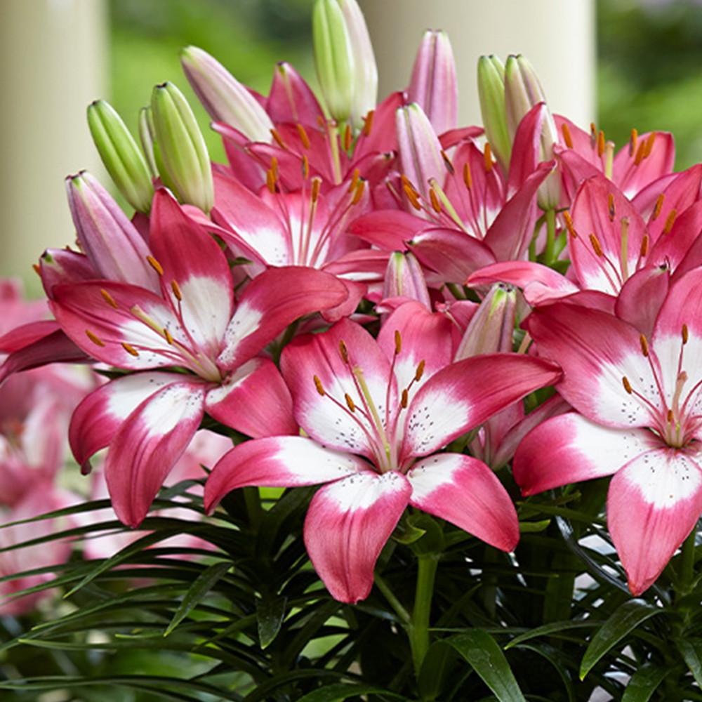 G6664 Lilium Asiaticum 'perfect Joy' - View 30 from www redcrocus com