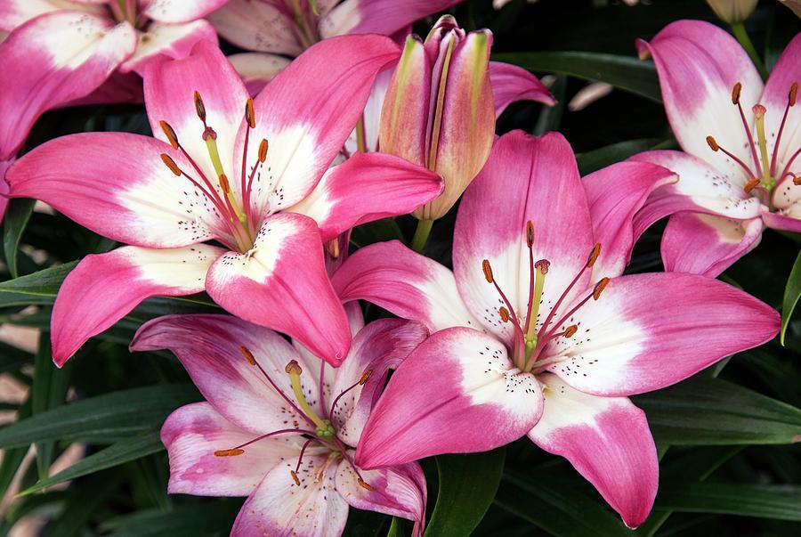G6664 Lilium Asiaticum 'perfect Joy' - View 3 from www redcrocus com