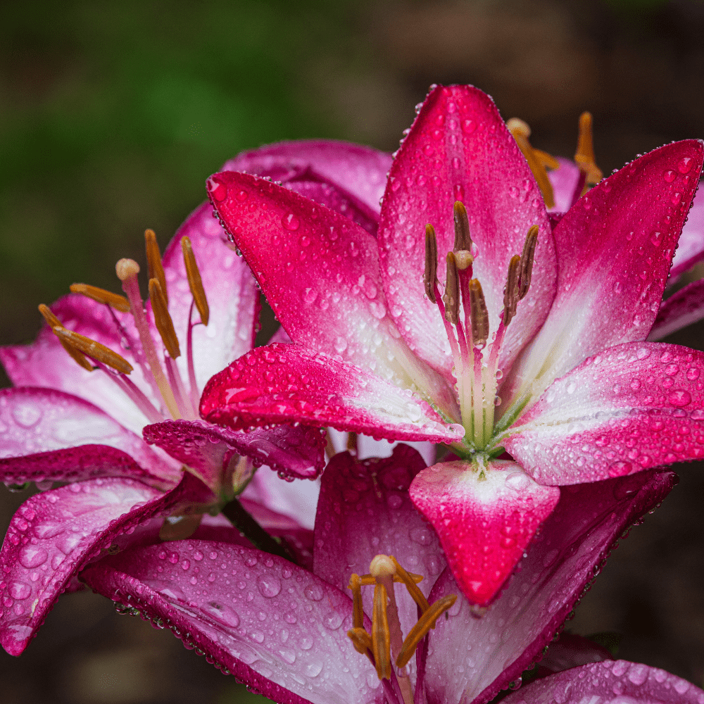 G6664 Lilium Asiaticum 'perfect Joy' - View 5 from www redcrocus com