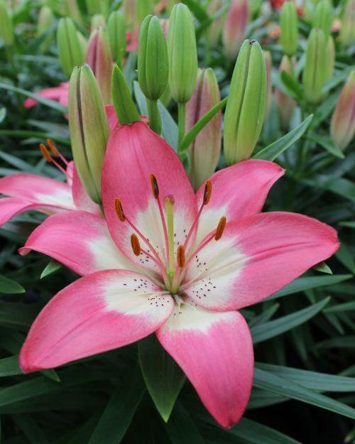 G6664 Lilium Asiaticum 'perfect Joy' - View 6 from www redcrocus com