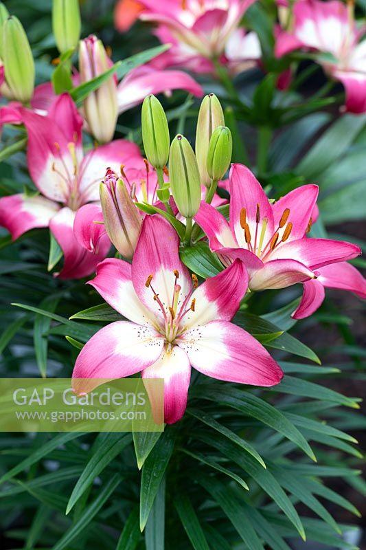 G6664 Lilium Asiaticum 'perfect Joy' - View 7 from www redcrocus com