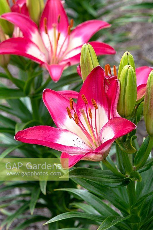G6664 Lilium Asiaticum 'perfect Joy' - View 8 from www redcrocus com