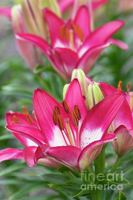 G6664 Lilium Asiaticum 'perfect Joy' - View 9 from www redcrocus com
