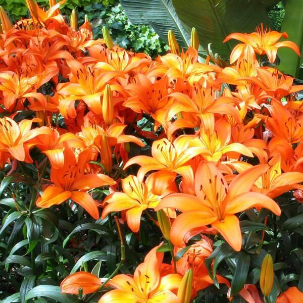G6665 Lilium Asiaticum 27lava Joy 27 11 5e942bf9 8cb5 47b8 A588 4586ed8a001d from www redcrocus com