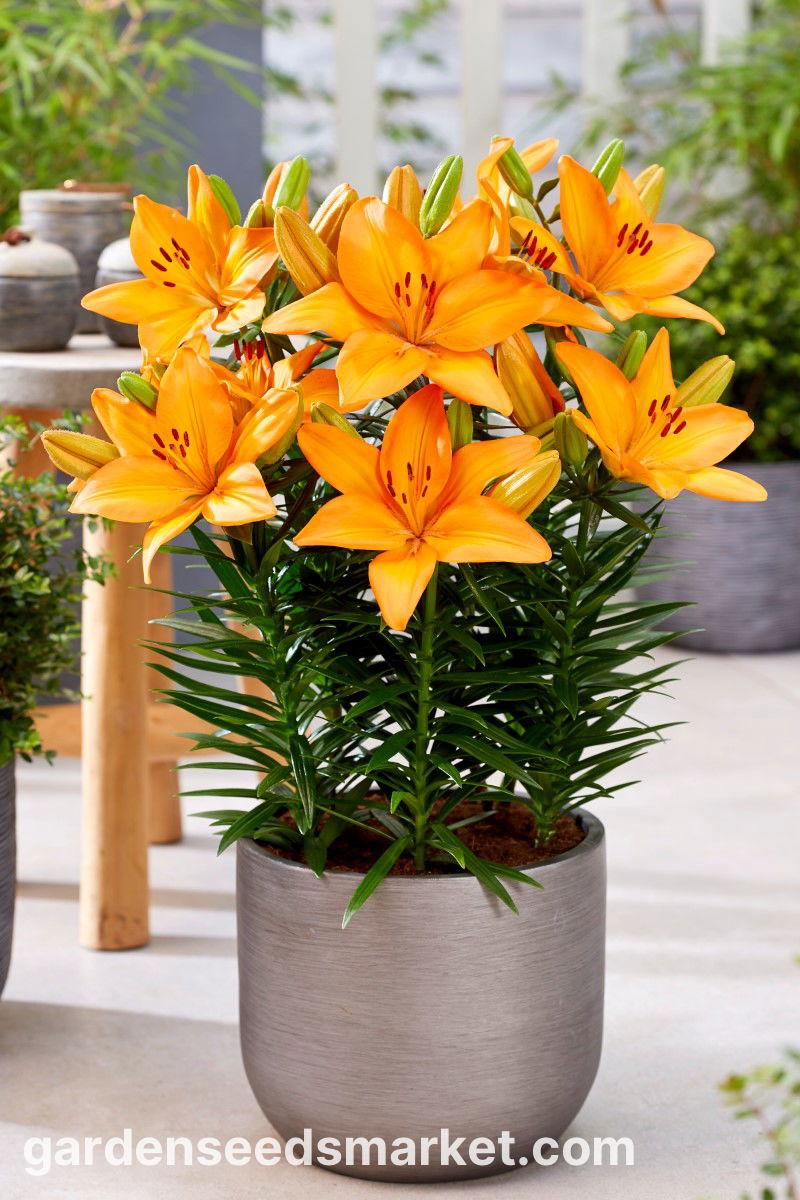 G6665 Lilium Asiaticum 27lava Joy 27 12 5450e44d 9b3d 4e84 Aca2 92ae36a4a1e4 from www redcrocus com