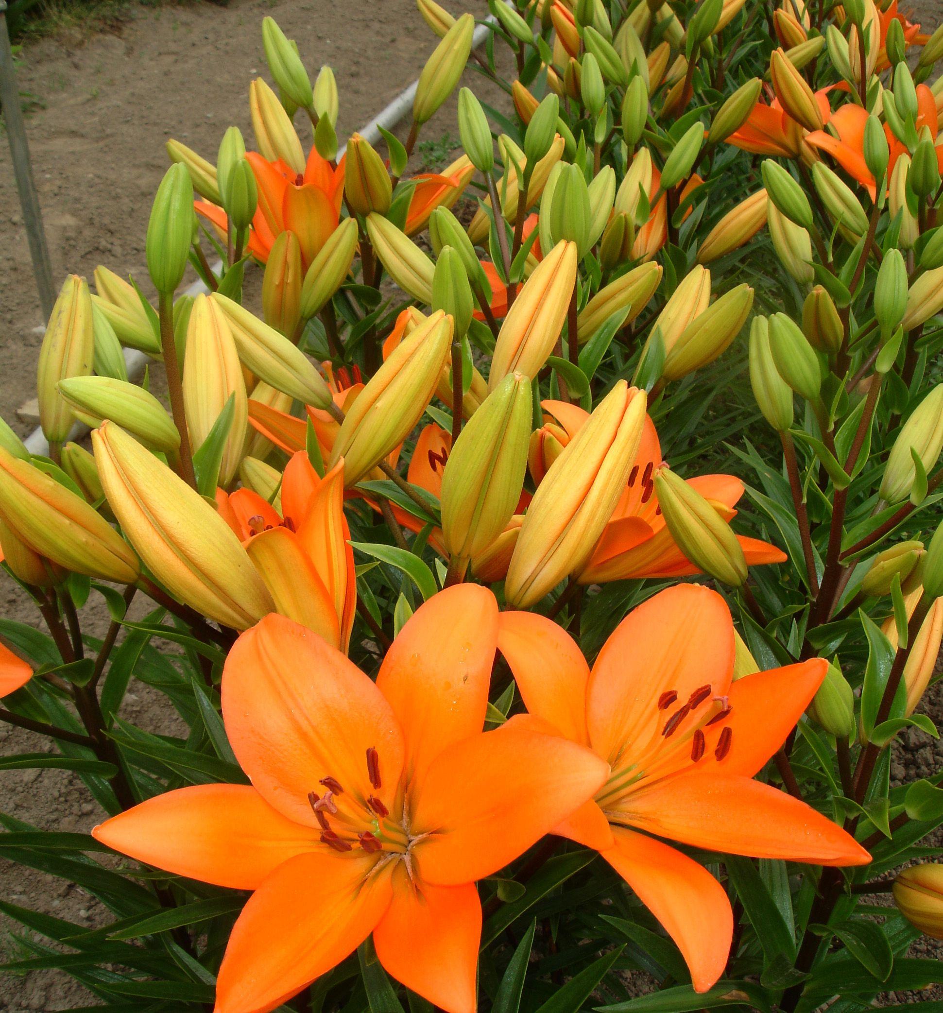 G6665 Lilium Asiaticum 27lava Joy 27 15 F74a241f 7d7a 4d59 831d 6a292ce9d063 from www redcrocus com