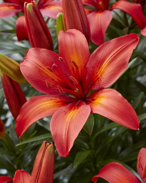 G6665 Lilium Asiaticum 27lava Joy 27 16 3a0ce9af F6a5 4d40 Afba D44729993944 from www redcrocus com