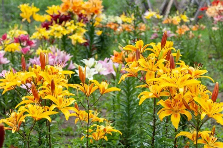 G6665 Lilium Asiaticum 27lava Joy 27 18 7776934c 4dc9 46ae 91e0 4c38d3cd3d21 from www redcrocus com