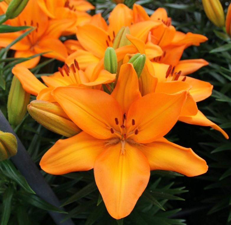G6665 Lilium Asiaticum 27lava Joy 27 1 63fad356 Eb8e 48e2 A594 1a54b2323dc6 from www redcrocus com