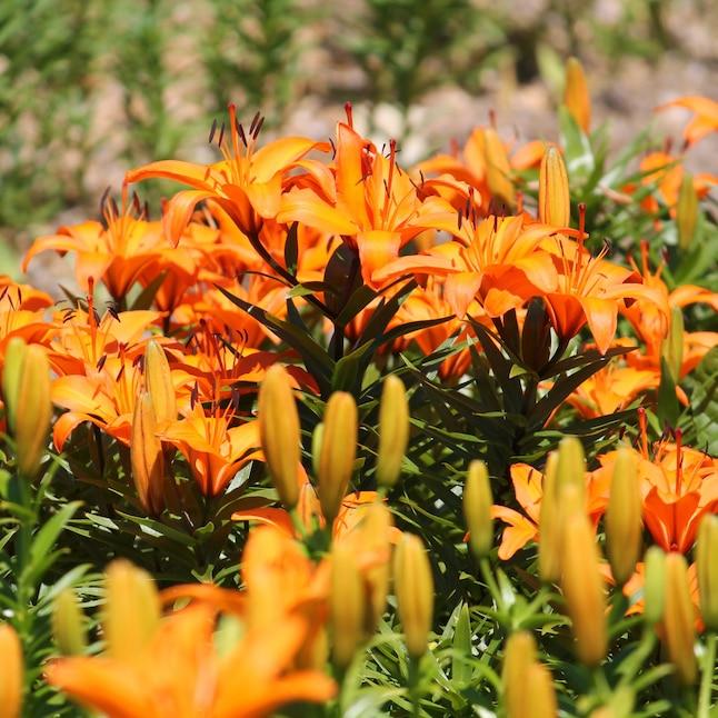 G6665 Lilium Asiaticum 27lava Joy 27 2 3dfb5f73 Fae4 4ea8 A89d D8245240c904 from www redcrocus com