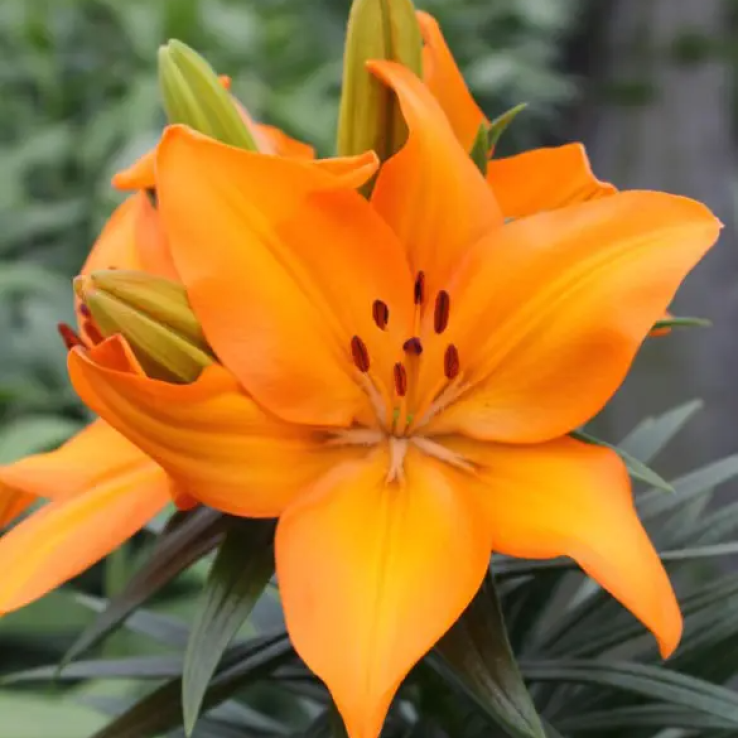 G6665 Lilium Asiaticum 27lava Joy 27 4 Ba9701d7 E816 4b9b A9e9 7b2f039bf2d4 from www redcrocus com
