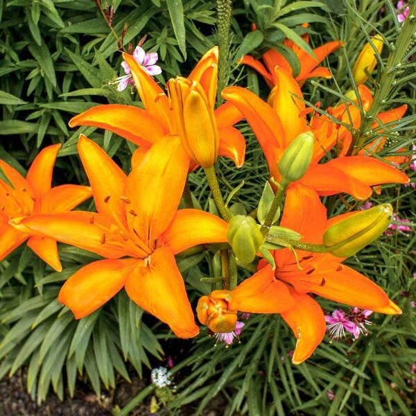 G6665 Lilium Asiaticum 27lava Joy 27 7 D9d0d161 B047 47e3 9de8 Bf2ae673a518 from www redcrocus com