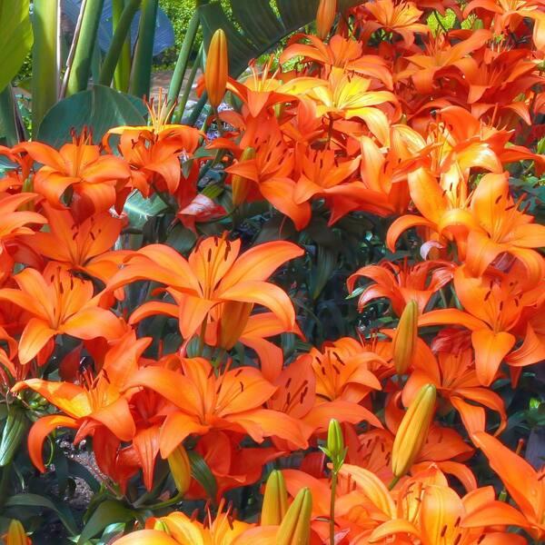 G6665 Lilium Asiaticum 27lava Joy 27 8 36e08b13 F95f 4faa B02f Bc2b401551a1 from www redcrocus com