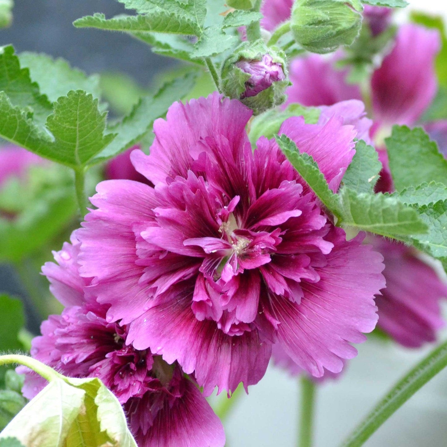 G6666 Alcea Rosea 27queeny Purple 27 13 909f95b0 89da 4d9e 83c8 3b803825c397 from www redcrocus com
