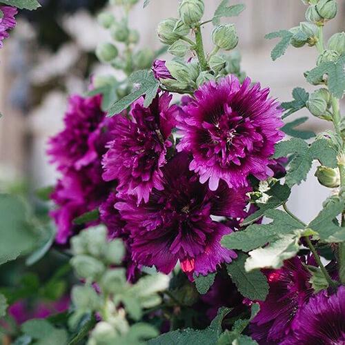 G6666 Alcea Rosea 27queeny Purple 27 14 50b567e8 Efe7 4e52 B137 9ee2fa21b0be from www redcrocus com