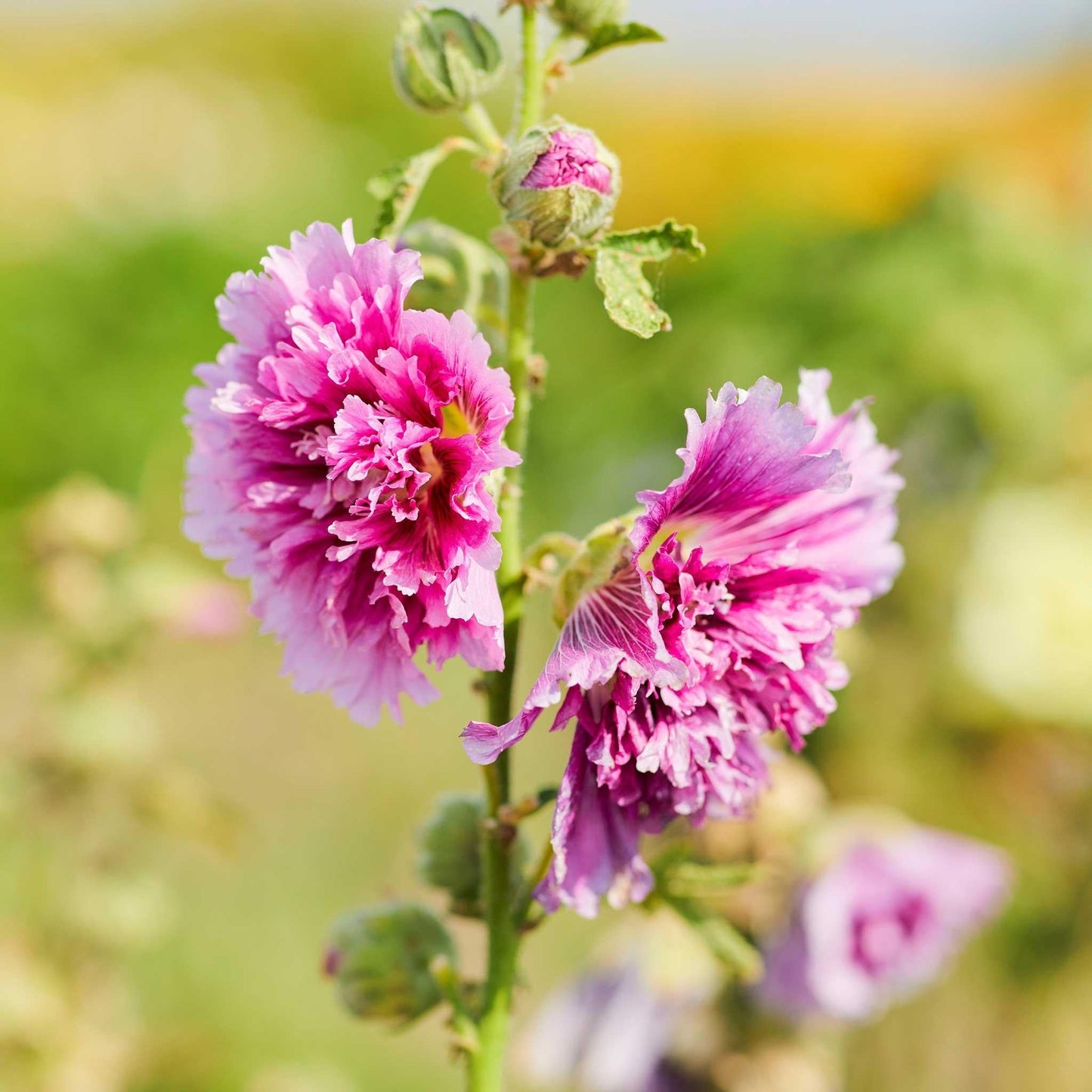 G6666 Alcea Rosea 27queeny Purple 27 15 7fb46314 23df 4082 9d8e Eaa2bd2af1e9 from www redcrocus com
