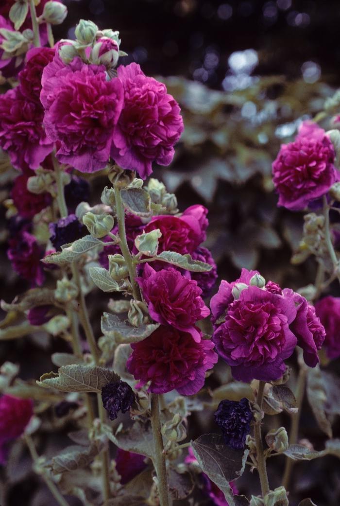 G6666 Alcea Rosea 27queeny Purple 27 18 6261f9e9 73db 4370 9f43 897bc0cd866e from www redcrocus com