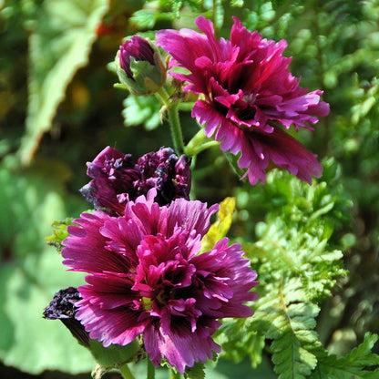 G6666 Alcea Rosea 27queeny Purple 27 19 989aae13 884f 4bdf Aebb B1d1ea91b5c8 from www redcrocus com