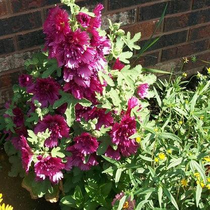 G6666 Alcea Rosea 27queeny Purple 27 21 8ff6d79a 26b2 4f63 9092 3a4e9e2d660d from www redcrocus com