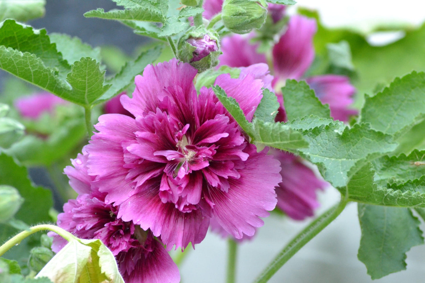 G6666 Alcea Rosea 27queeny Purple 27 22 8bec180c F395 4409 8c78 027e07cddd44 from www redcrocus com