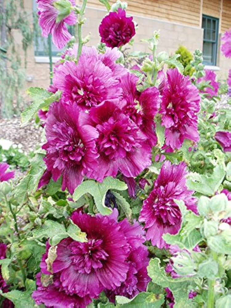 G6666 Alcea Rosea 27queeny Purple 27 23 36d4c8b7 B3c5 406e 8f6f 4922b1e9995e from www redcrocus com