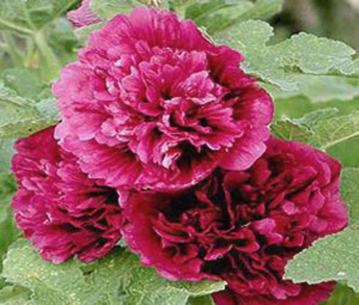 G6666 Alcea Rosea 27queeny Purple 27 24 0690744c 4a2f 4b9a Be8e 97a385211076 from www redcrocus com