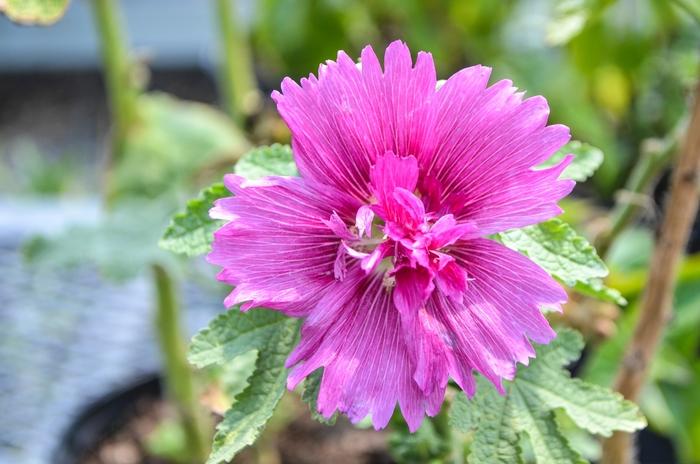 G6666 Alcea Rosea 'queeny Purple' - View 27 from www redcrocus com