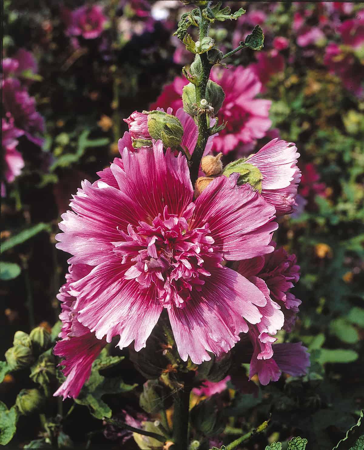 G6666 Alcea Rosea 27queeny Purple 27 2 D9c19f84 C2be 439d B2dc C1a02879d043 from www redcrocus com