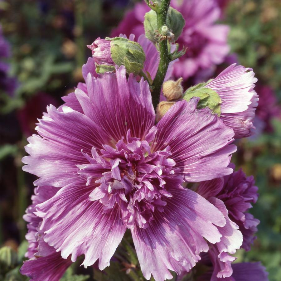 G6666 Alcea Rosea 27queeny Purple 27 30 1ce2b793 F51a 4f45 Af15 Ed7145246fab from www redcrocus com