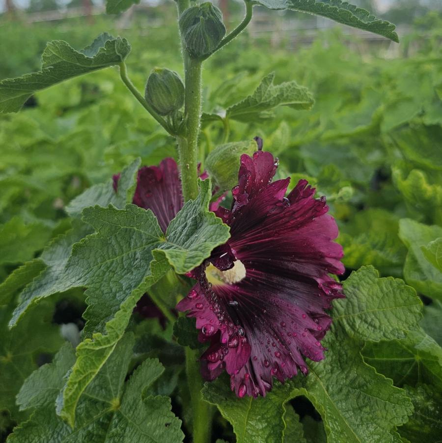 G6666 Alcea Rosea 27queeny Purple 27 5 99f3f77a 1160 4147 9658 00848ceb097d from www redcrocus com