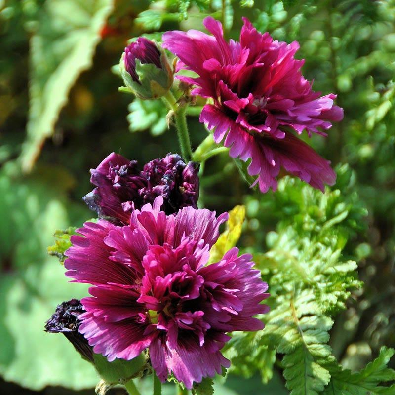 G6666 Alcea Rosea 27queeny Purple 27 6 025b66ff Ff9e 4ed2 A10a 3df060dbb5e8 from www redcrocus com