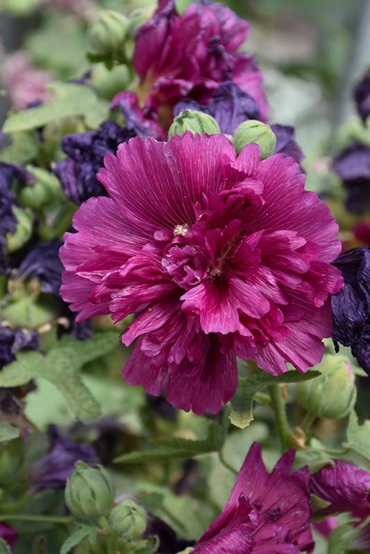 G6666 Alcea Rosea 27queeny Purple 27 7 9c79bd61 Fb98 4015 A470 Af3aed028e7e from www redcrocus com