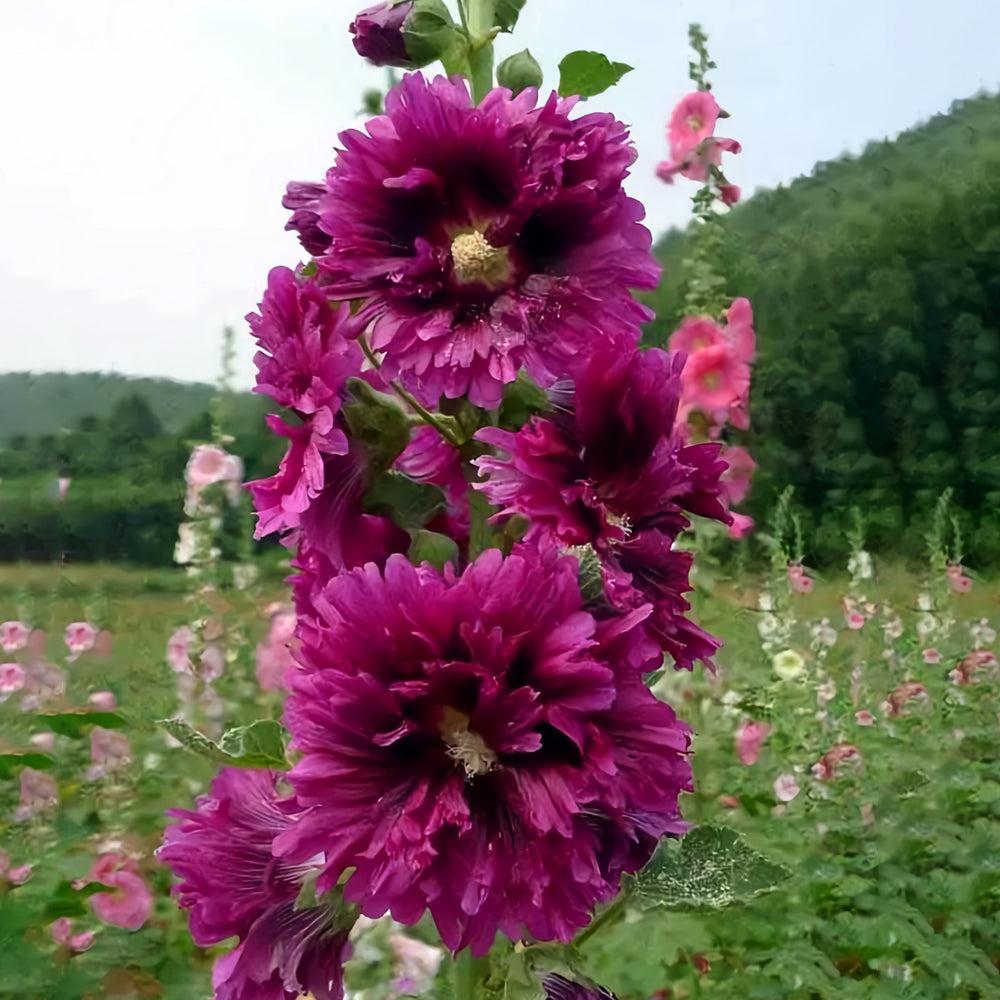 G6666 Alcea Rosea 'queeny Purple' - View 8 from www redcrocus com