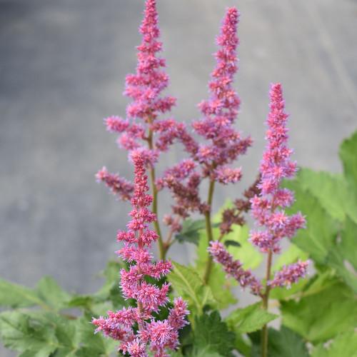 G6667 Astilbe Chinensis 27visions In White Delight 27 12 2f5e64d4 93a0 4b4d A45c 3e01cd3144a0 from www redcrocus com
