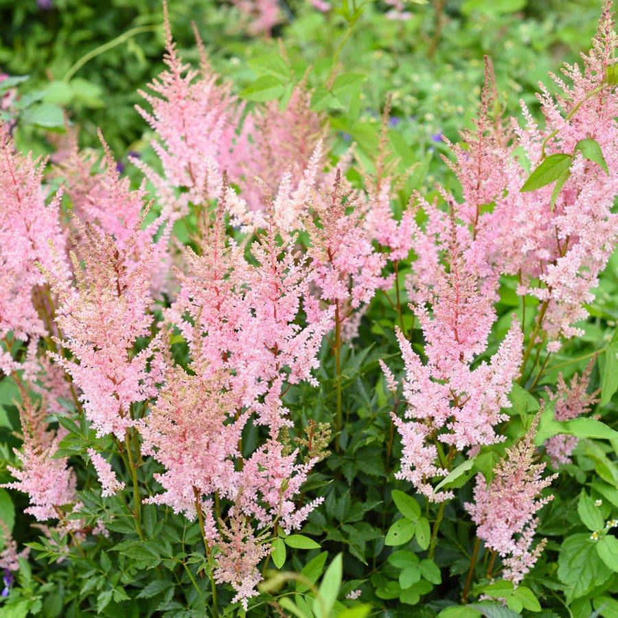 G6667 Astilbe Chinensis 27visions In White Delight 27 15 1e6ff323 5d5a 42b9 A2af Be5cce23bbfe from www redcrocus com