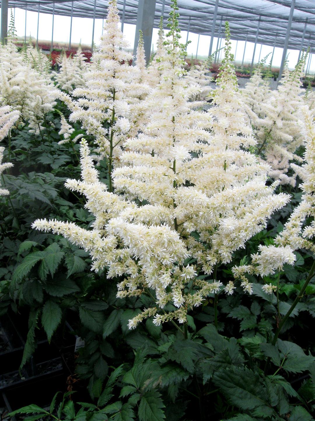 G6667 Astilbe Chinensis 27visions In White Delight 27 16 85dc6269 6f31 4269 B4d2 0d647c229481 from www redcrocus com