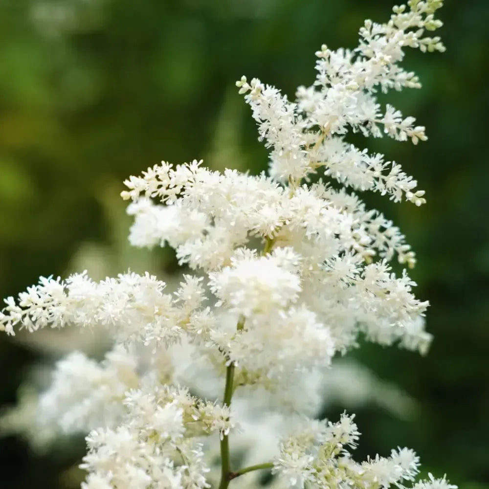 G6667 Astilbe Chinensis 'visions In White Delight' - View 17 from www redcrocus com