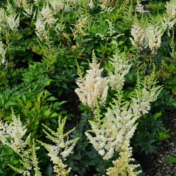 G6667 Astilbe Chinensis 27visions In White Delight 27 20 A1ae1ddd Ad0d 4e05 B902 1c0faabadd8e from www redcrocus com