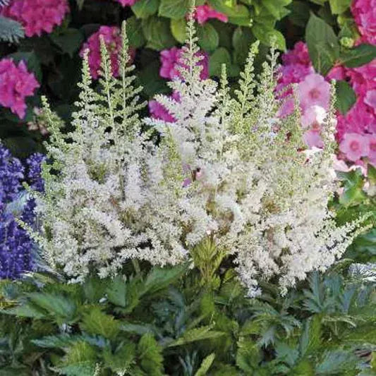 G6667 Astilbe Chinensis 'visions In White Delight' - View 21 from www redcrocus com