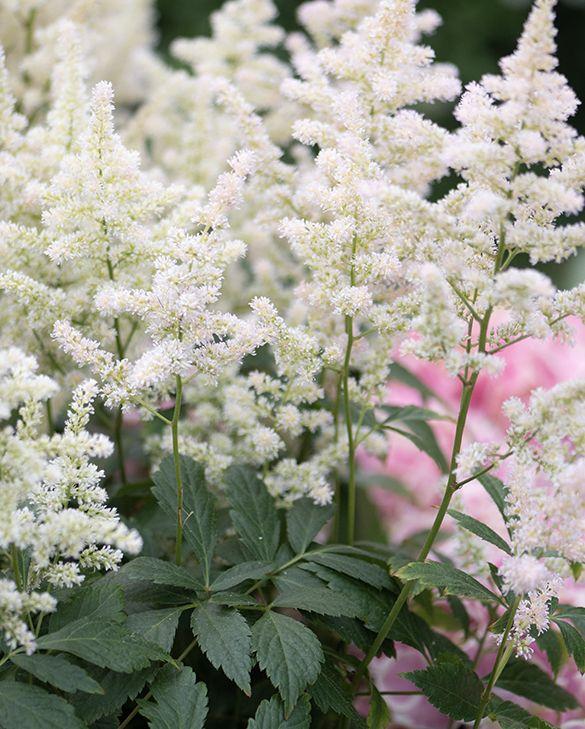 G6667 Astilbe Chinensis 27visions In White Delight 27 2 1718cf76 Df14 4e50 B0e4 4b9525cc192c from www redcrocus com