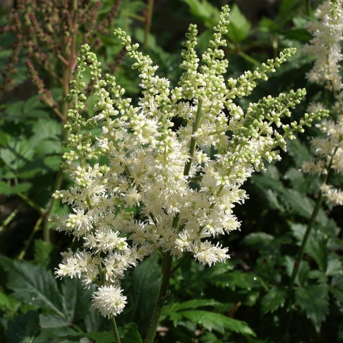 G6667 Astilbe Chinensis 'visions In White Delight' - View 6 from www redcrocus com