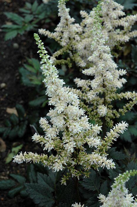 G6667 Astilbe Chinensis 27visions In White Delight 27 7 2e0b77fd E3f7 4eee 9823 Aac67c264284 from www redcrocus com