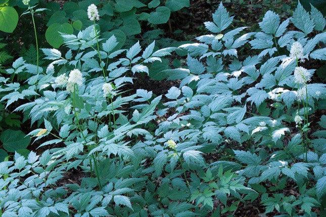 G6668 Actaea Pachypoda 11 831b35b0 B213 4721 A936 698b6ce99537 from www redcrocus com