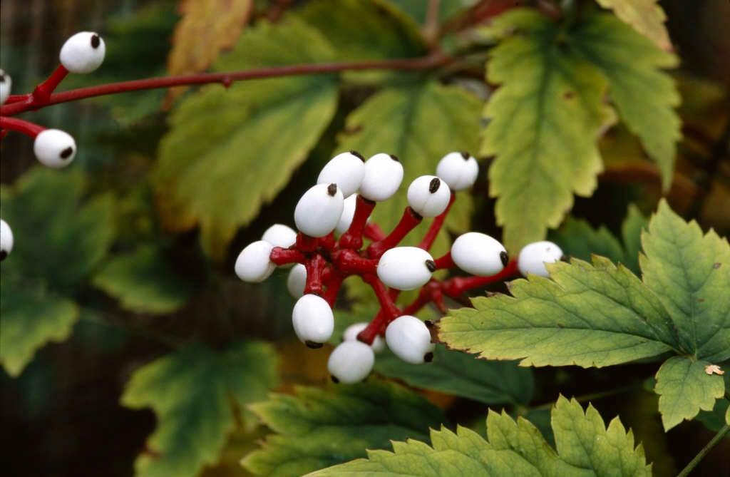 G6668 Actaea Pachypoda 12 2153f26f 8ba6 4bec B3d4 686ec6f9c0e5 from www redcrocus com