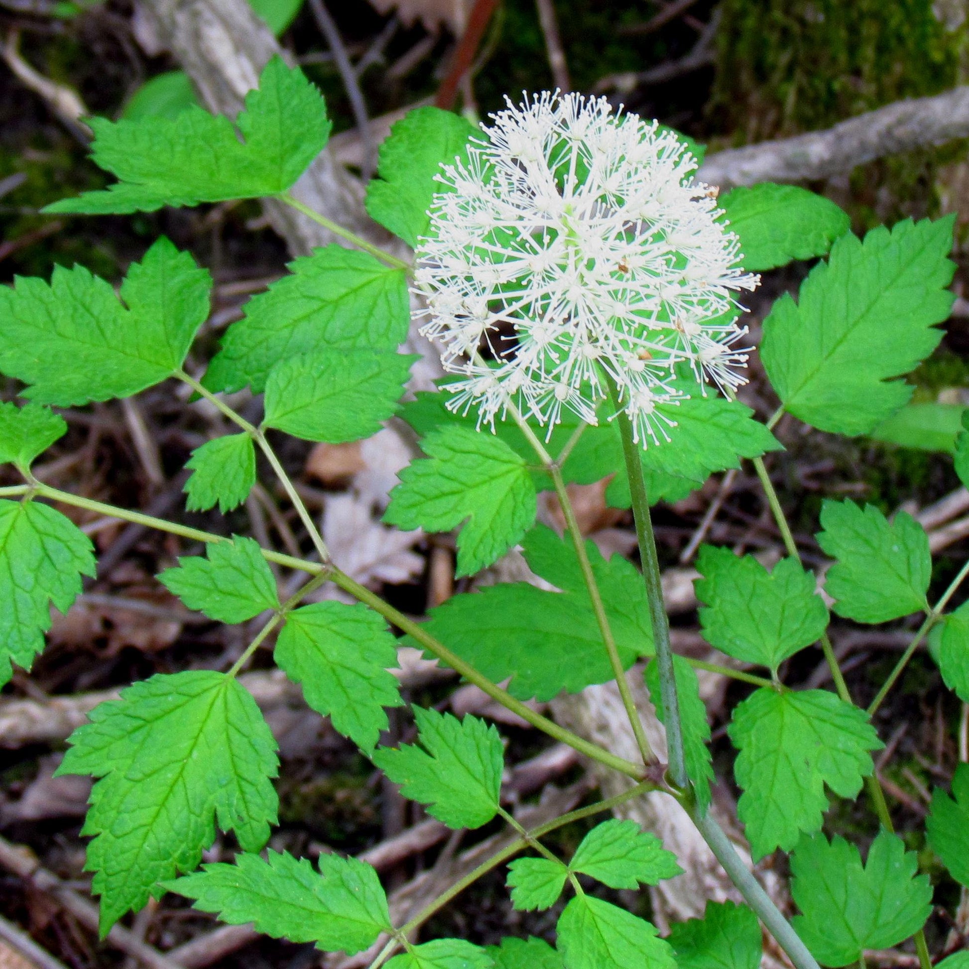 G6668 Actaea Pachypoda 13 26791d67 50df 4c6b 8fbb Debf6599b3e6 from www redcrocus com